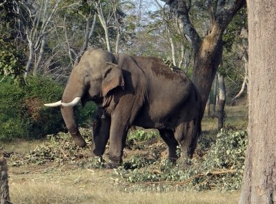 Bandipur Tigers & Elephants Sanctuary Bandipur Tigers & Elephants Sanctuary