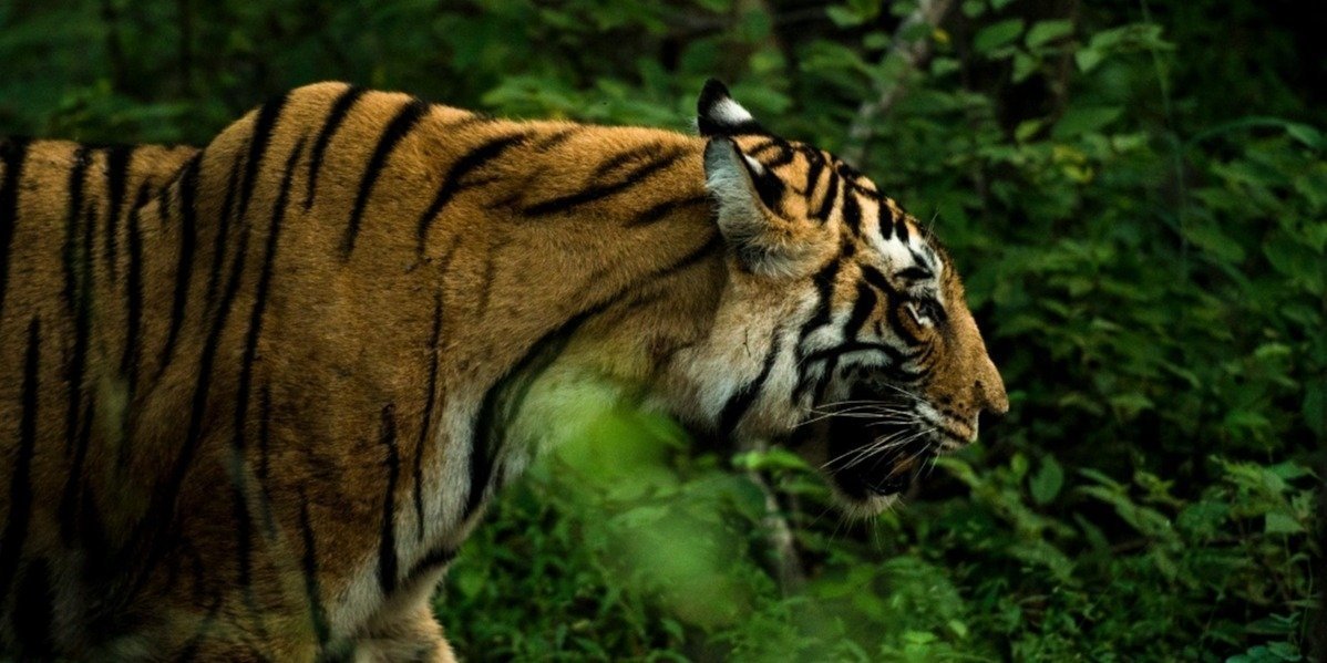 Bandipur Tigers with Ooty and Mysore Tour