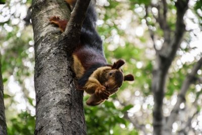 Bandipur Tigers with Ooty and Mysore Tour Bandipur Tigers with Ooty and Mysore Tour