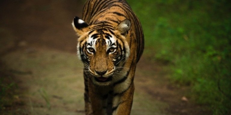 Ranthambore & Jaipur 03 Days Tour from Delhi