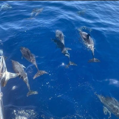 Private boat trip Tenerife - Arriro Sailing Yacht Charter Private boat trip Tenerife - Arriro Sailing Yacht Charter