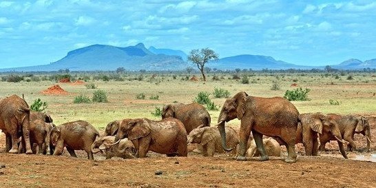 “Theatre of the Wild”  Tsavo East National Park