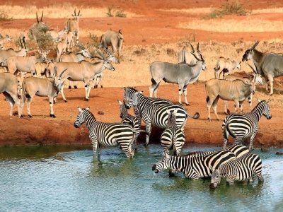“Theatre of the Wild” Tsavo East National Park “Theatre of the Wild” Tsavo East National Park