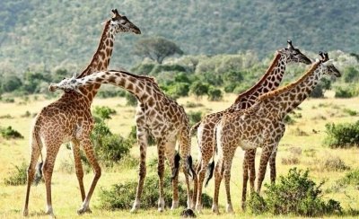 5 Days Samburu Frontier, Lake Nakuru Paradise & Masai Mara Wildlife 5 Days Samburu Frontier, Lake Nakuru Paradise & Masai Mara Wildlife