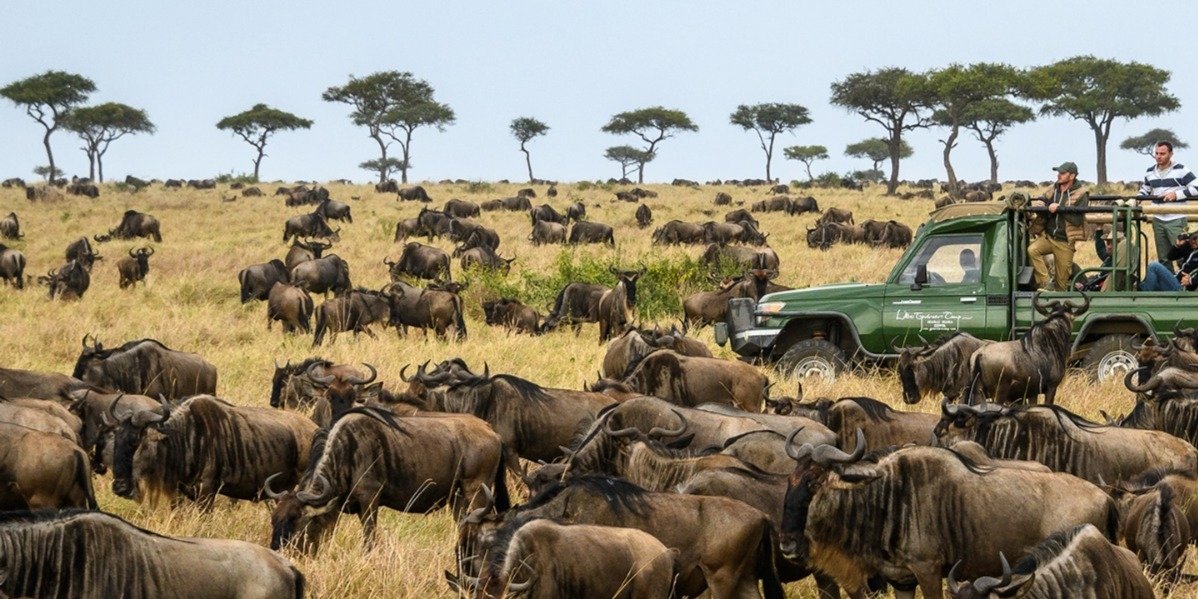 Masai Mara National Reserve, the leading Africa's wildlife destination