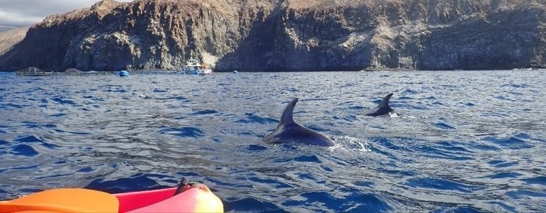 Kayak Tenerife Tour - Kayaking with Dolphins & Snorkeling with Turtles