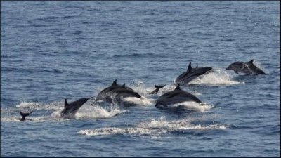 Kayaking with dolphins with our Kayak Tenerife Tour Kayaking with dolphins with our Kayak Tenerife Tour