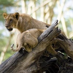 6 Days Masai Mara, Lake Nakuru & Samburu Expedition 6 Days Masai Mara, Lake Nakuru & Samburu Expedition