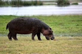 2 Days Tsavo East Theater of the Wild & Taita Hills Games Sanctuary