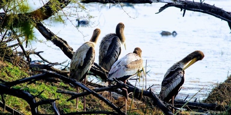 Bharatpur Wildlife Sanctuary From Delhi