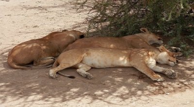 5 Days Tanzania Safari Parkage 5 Days Tanzania Safari Parkage