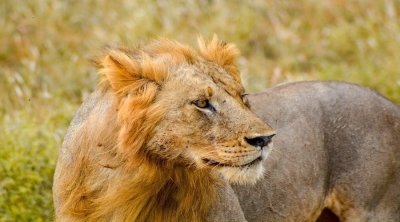 6 Days Tanzania Sharing Safari Package 6 Days Tanzania Sharing Safari Package