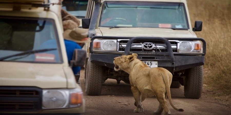 6 Days Tanzania Sharing Safari Package