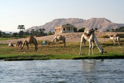 Luxor - Westbank Camel Ride Luxor - Westbank Camel Ride