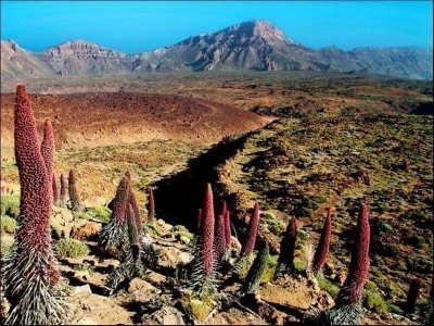 Teide Express half day Bus Tour from Tenerife South Teide Express half day Bus Tour from Tenerife South