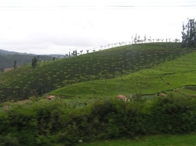 Ooty Coonoor Tour From Bangalore Ooty Coonoor Tour From Bangalore