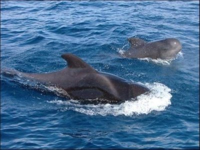 Freebird Catamaran Tenerife - 4 h 30 min Boat Trip Freebird Catamaran Tenerife - 4 h 30 min Boat Trip