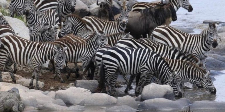 4 Days Masai Mara Migration Safari