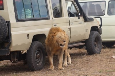 4 Days Masai Mara Migration Safari