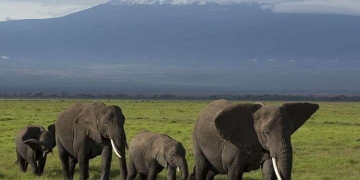 3 Days Amboseli National Park Tour (Kilimanjaro Base Safari)