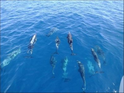 Freebird Catamaran Whale & Dolphin Watching Boat Trip in Tenerife - 3h Freebird Catamaran Whale & Dolphin Watching Boat Trip in Tenerife - 3h
