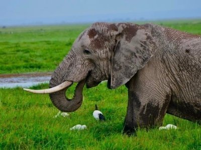 7 Days Kenya Safari- Plains, Lakes & Wildlife Migration