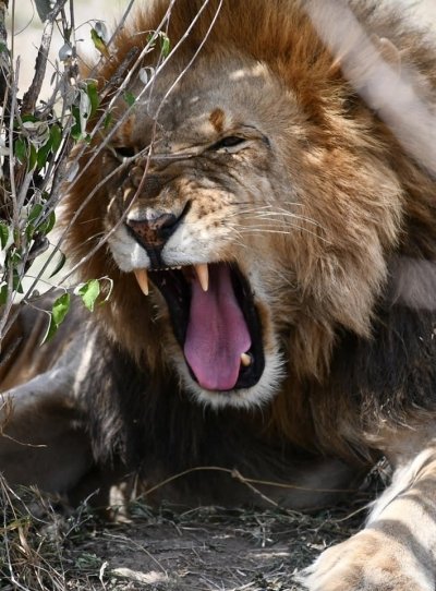 05 Nights/ 06 Days Kenya Private Luxury Safari 05 Nights/ 06 Days Kenya Private Luxury Safari