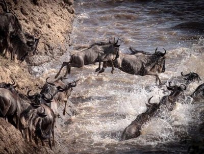 The Special Samburu 'FIVE'- 9 Days Kenya Safari The Special Samburu 'FIVE'- 9 Days Kenya Safari