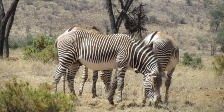 The Special Samburu 'FIVE'- 9 Days Kenya Safari