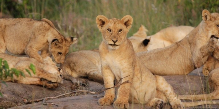 6 Days  Big Cats Camping Safari - Northern Tanzania Circuit