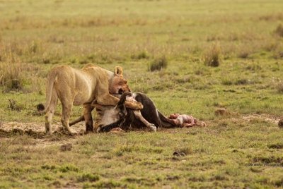 6 Days  Big Cats Camping Safari - Northern Tanzania Circuit