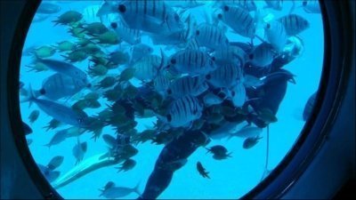 Submarine Underwater Safari from Tenerife South Submarine Underwater Safari from Tenerife South