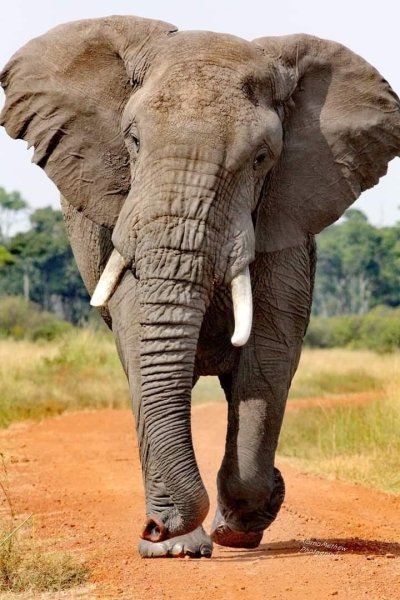 4 Days Masai Mara Game Reserve and Lake Nakuru.