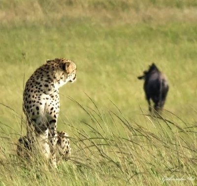7 Days Kenya Camping Safari – Masai Mara –Lake Nakuru – Lake Naivasha 7 Days Kenya Camping Safari – Masai Mara –Lake Nakuru – Lake Naivasha