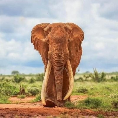 5 Days Exciting Kenya Safari Deal Masai Mara, Lake Nakuru, and Lake Na 5 Days Exciting Kenya Safari Deal Masai Mara, Lake Nakuru, and Lake Na