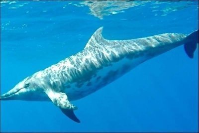 Bonadea Catamaran Boat Trip in Tenerife - 2h Bonadea Catamaran Boat Trip in Tenerife - 2h