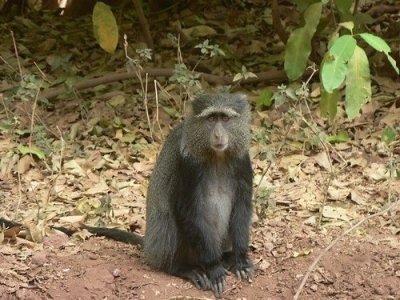 3 Days Serengeti Big 5 Safari with Lodge Accommodation