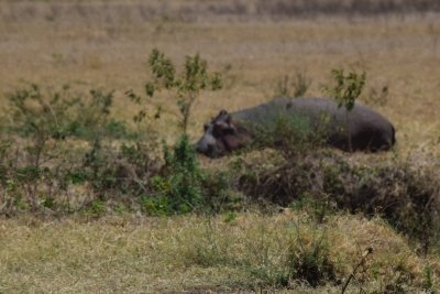 4 Days Serengeti Luxury Lodge Accommodation Safari