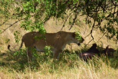 Tarangire,Serengeti, Lake Manyara and Ngorongoro Crater private Safari Tarangire,Serengeti, Lake Manyara and Ngorongoro Crater private Safari