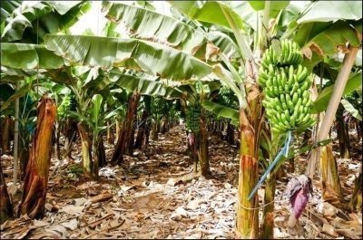 Canarian Villages & Tapas - light trekking tour in Tenerife Canarian Villages & Tapas - light trekking tour in Tenerife