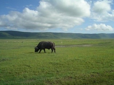 Low Budget 6 Days Tanzania Safari – Tarangire, Serengeti, Lake Manyara