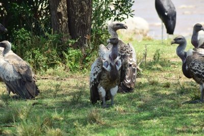 5 Days  Tanzania Mara river crossing northern Serengeti