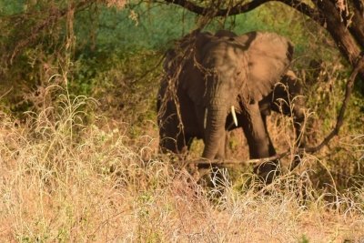 6 Days Serengeti migration wildebeest Mara River crossing Safari