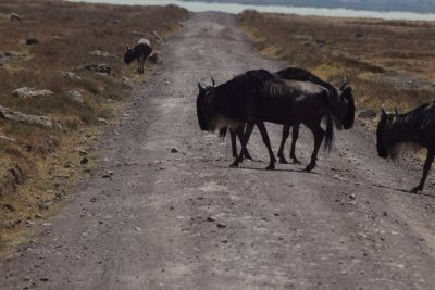 Best 7 days Serengeti Migration Safari Tour Package from Arusha Best 7 days Serengeti Migration Safari Tour Package from Arusha