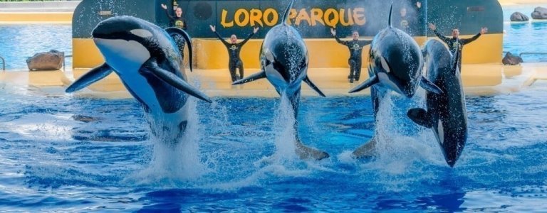 Express Bus Transfer to Loro Parque from Tenerife South