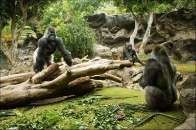 Express Bus Transfer to Loro Parque from Tenerife South Express Bus Transfer to Loro Parque from Tenerife South