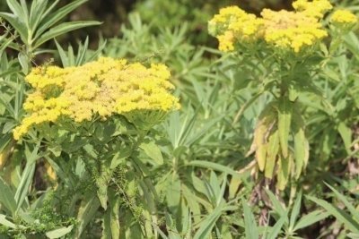 Luxury 5 Days Mount Kilimanjaro Climbing Tour via Marangu Route