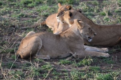 5 Days Tanzania Serengeti migration Safari tour specifically focusing