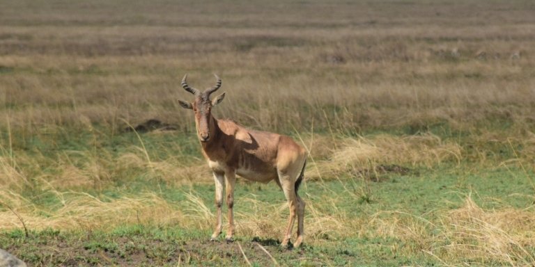 6 Days River crossing Serengeti migration Safari private Safari