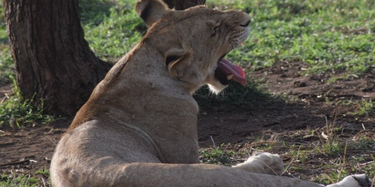 Best 7 days Serengeti Migration Safari Tour Package